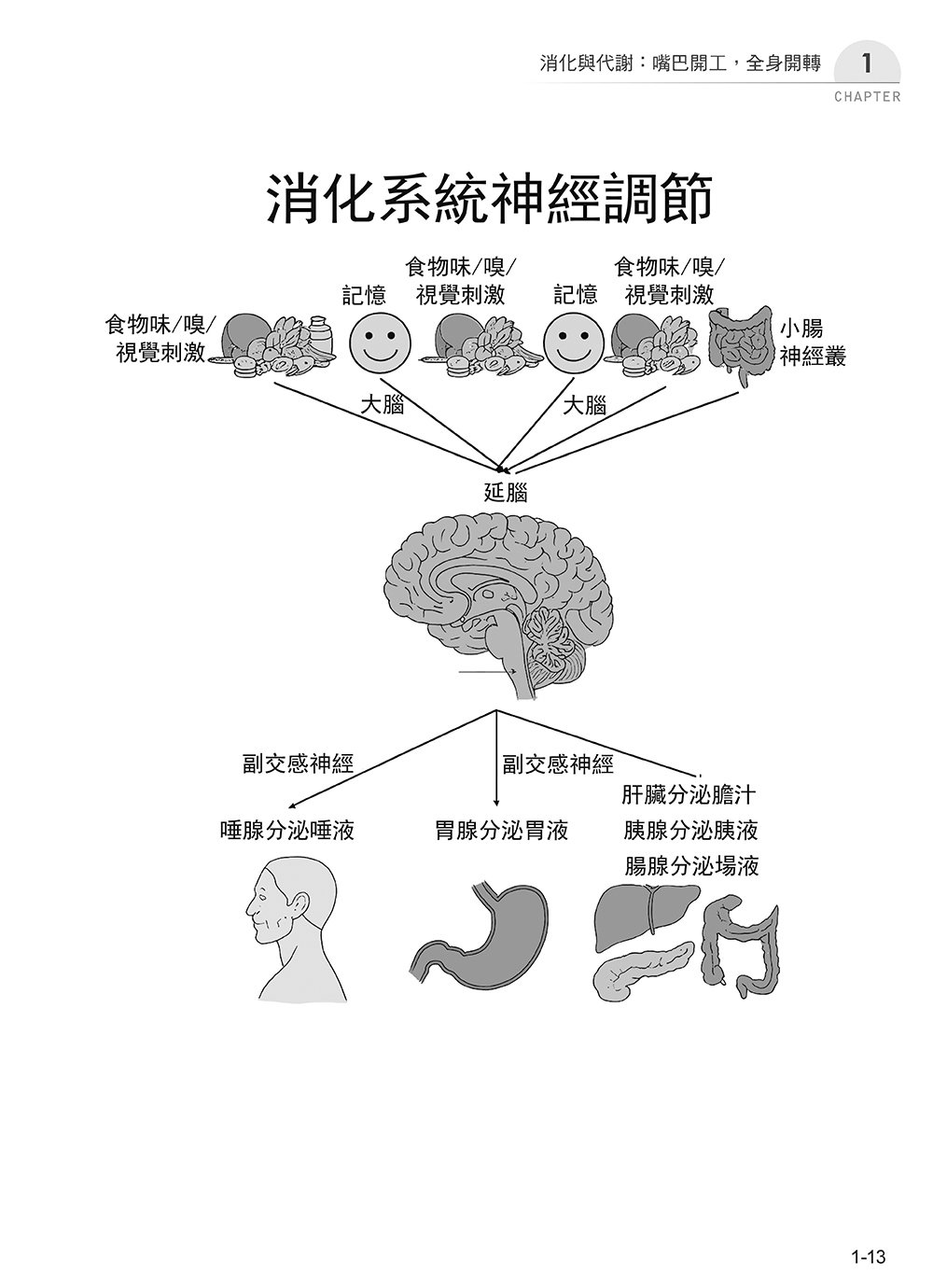 圖解基礎醫學：從吃飯、呼吸到情緒反應，讀懂身體如何運作-preview-14